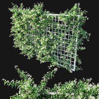 Trachelospermum Star Of Toscane Star Jasmine 02
