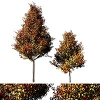 Pyrus Calleryana Chanticleer
