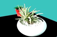 potted plant