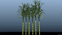 Sugarcane