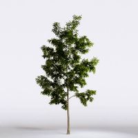 ORGANIKA TREE