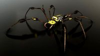 Trichonephila - Golden Silk Orb-weaver