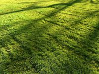 Sunny lawn
