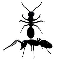 Bullet black Ant