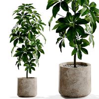 Plants collection 553