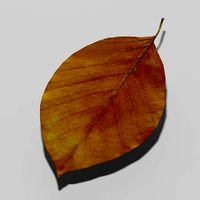 Common beech autumn leaf