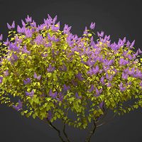 2021 PBR Common Lilac Collection - Syringa Vulgaris