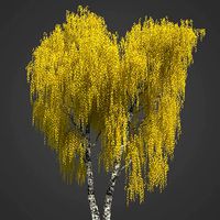 2021 PBR Silver Birch Collection - Betula Pendula