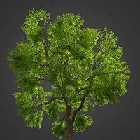 2021 PBR Common Ash Collection - Fraxinus Excelsior