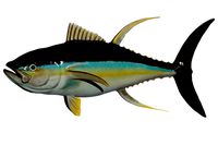 Tuna