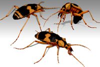 Bombardier Beetle