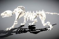 Leopard Skeleton