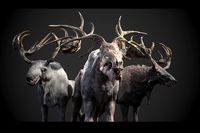 Ancient Moose Pack