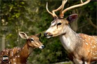 Animalia - Chital (pack)