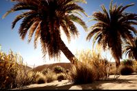 Desert Vegetation biome