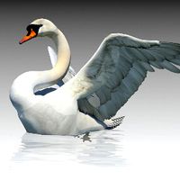 Mute Swan