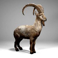 Alpine Ibex