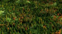 Red pine forest