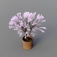 -Japanese tree