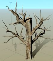 Tree trunk with dry branches