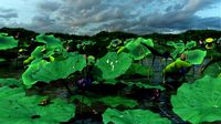 Lotus Pond