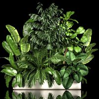 Flowerbed Of Plants With Tropical Thickets 1113