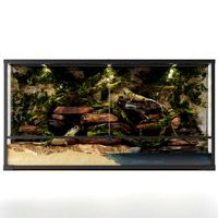 Terrarium Agama