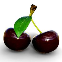 Cherry