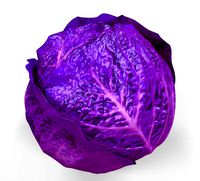 Purple Cabbage