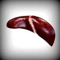 Human Liver
