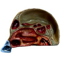 Nose Anatomy