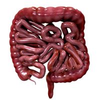 Human Intestine