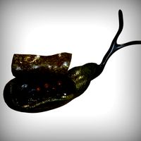 Gallbladder Anatomy