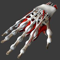 Hand Anatomy