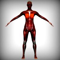 Female Muscular System