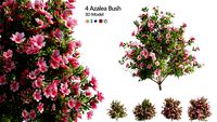 4 spring Azalea Flower Bush