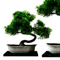 Bonsai plant