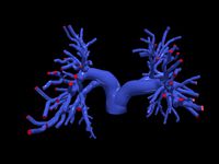 Pulmonary arteries