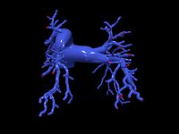 Pulmonary arteries