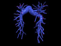 Pulmonary arteries