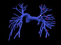 Pulmonary arteries