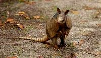 Armadillo stl