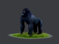 Bush chimpanzees silverback Primate Forest Animal Ape collection