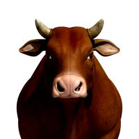 Cattle bull cow buffalo
