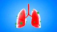Tract lung trachea Human Lung Right and Bronchi