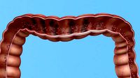 Enterotoxin demonstration internal organs anatomy gastrointestinal