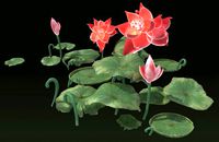 Ponds lakes Lotus leaf park water features Lotus