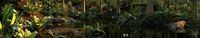 Virgin forest