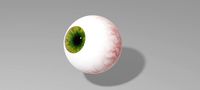 Human eye