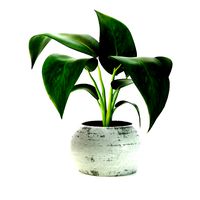 Plant-bouquet